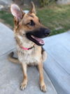 Nala / adoption pending