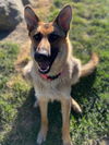 Nala / adoption pending