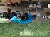 male GSD puppy 4 (orange)