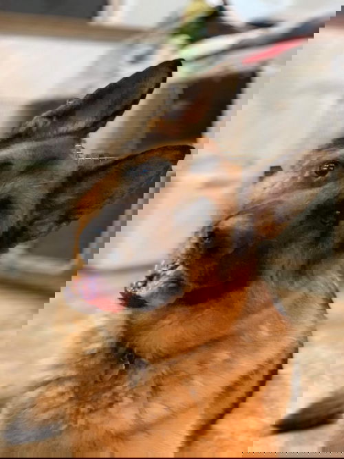 Maximus