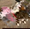 Remi