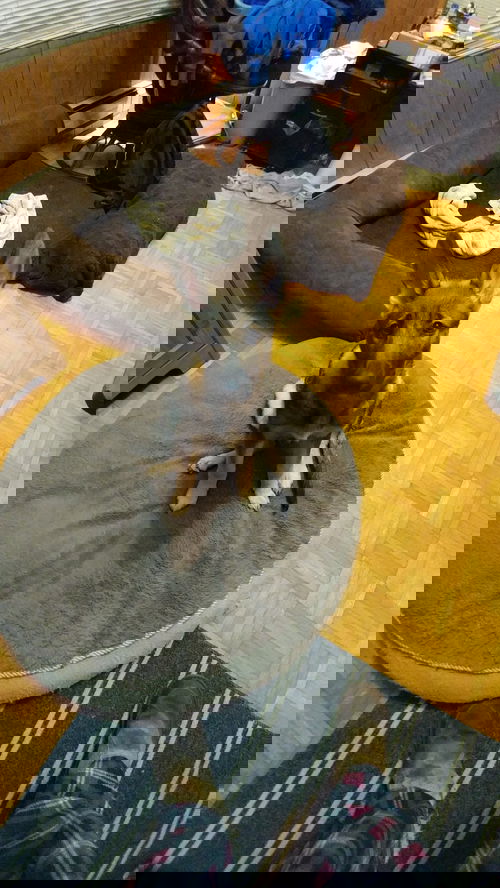 Merlin