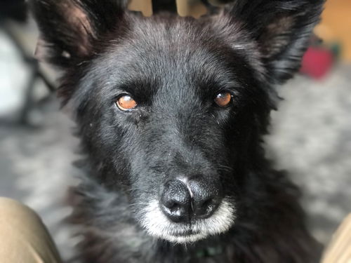 Ziggy