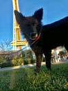 Ziggy