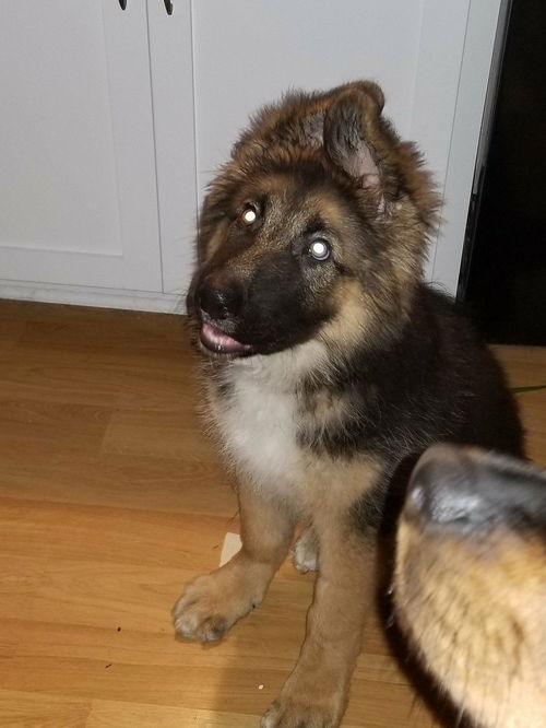 male puppy