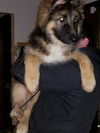 male puppy