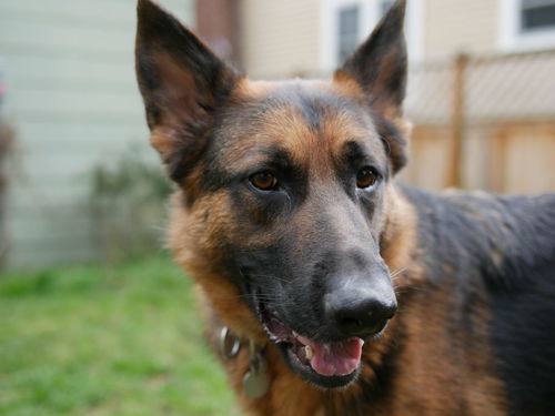 Bruno