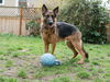 Bruno