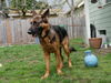 Bruno