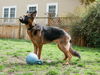 Bruno