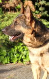 Zeike