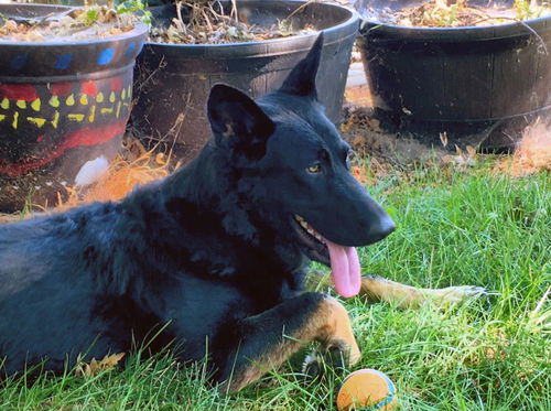 Ava