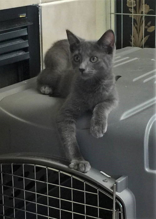 kitten (F)