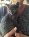 kitten (F)