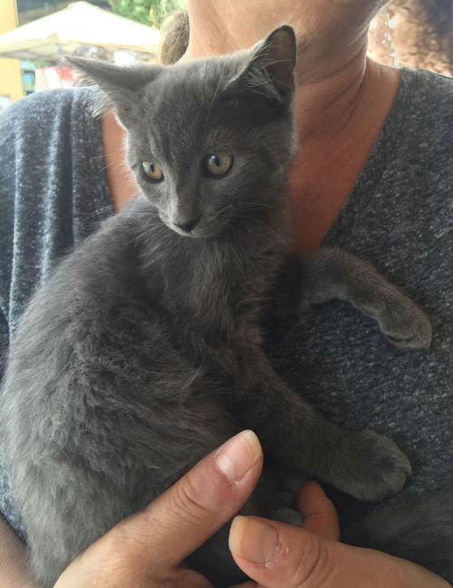kitten (M)