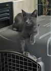kitten (M)