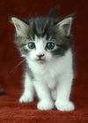 tabby