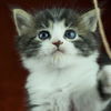 tabby