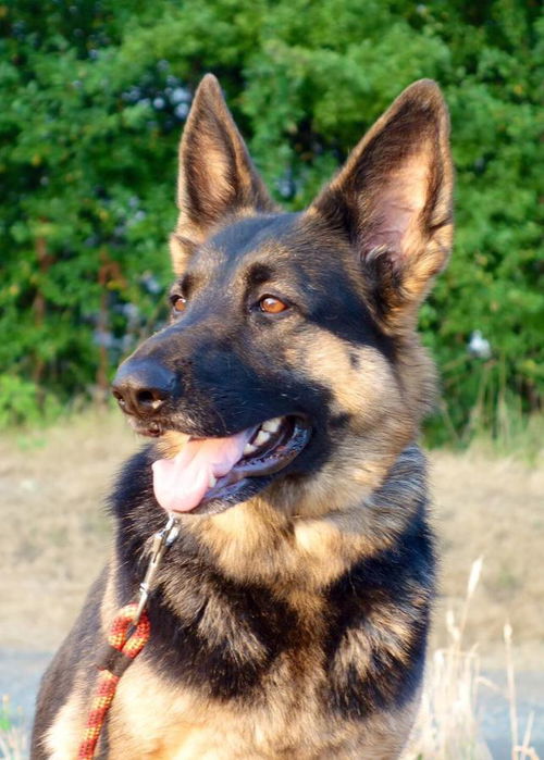 Kaya