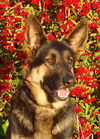 Kaya