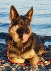 Kaya
