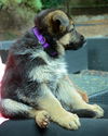 Nitro (PURPLE)
