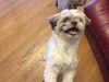 Toby