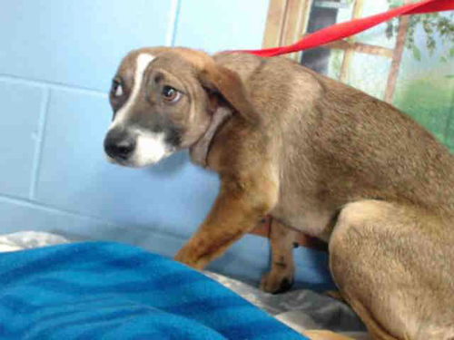 terrier mix puppies