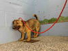 terrier mix puppies