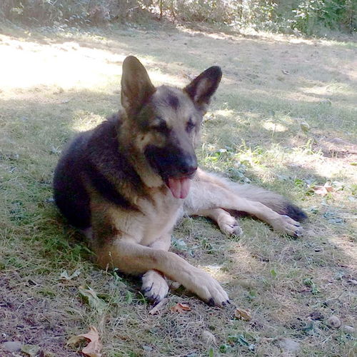 Athena