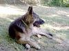 Athena