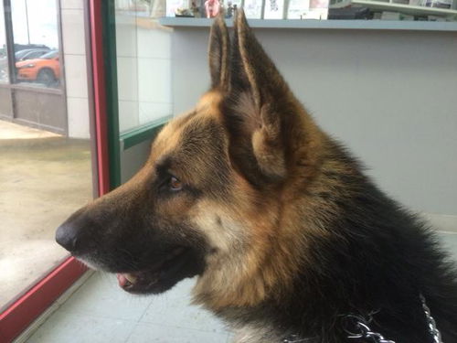 Bruno