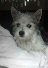 Artie