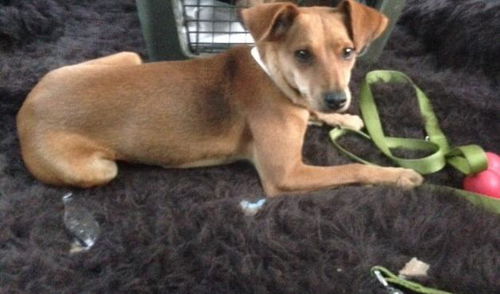 Samantha/Adopt Pending