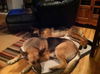 Brooklin/AdoptPending