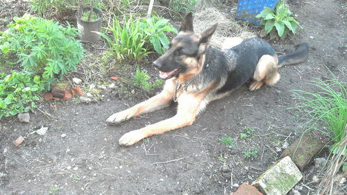 Riley
