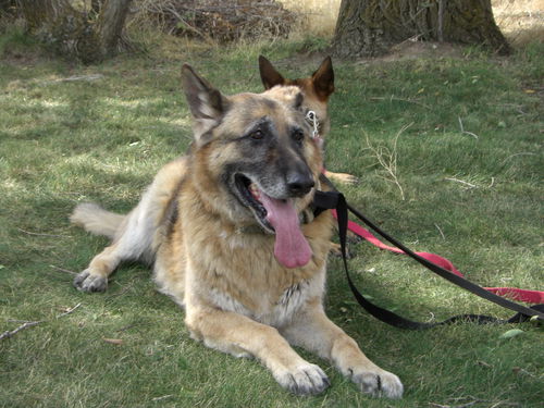 Sampson