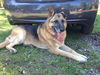 Sampson