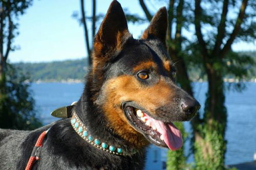 Bruno