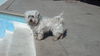 Little B