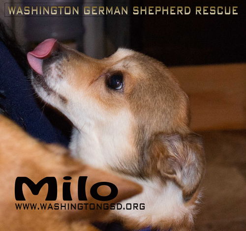 Milo