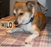Milo