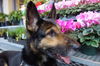 Kaela_NEED FOSTER