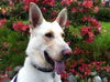 âKarsten-in doggie academy for trainingâ