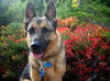 Asha