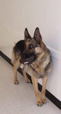Bruno