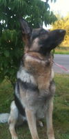 Bruno