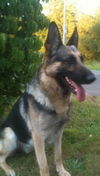 Bruno