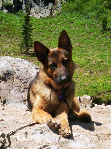 Argo von der Williamsklaus