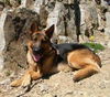 Argo von der Williamsklaus